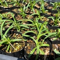 🌸フリル白花カーネーション夏秋咲🌸食べれる花🌸花苗6個セット三田...