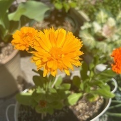 🌼初夏咲き金盞花🌼花苗5個セット🚃三田〜箕谷まで神鉄沿線対応