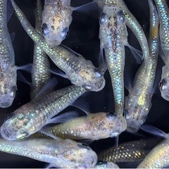 【画像現物】メダカ　ラメ系　MIX 15匹＋α幼魚〜若魚サイズ