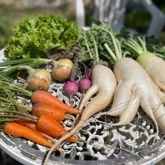 無農薬野菜　大根　人参　玉葱　サニーレタス　カブ