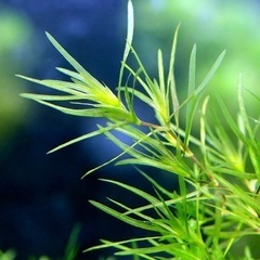 メダカの水草6種セット☘農薬不使用