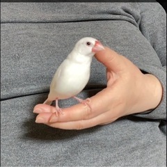 白文鳥を探しています