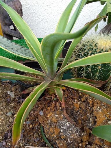 観葉植物 アガベ ベネズエラ | ptpnix.co.id