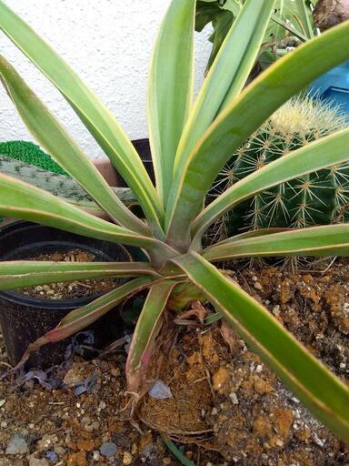 観葉植物 アガベ ベネズエラ | www.jsfsolucoes.com.br