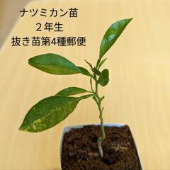 【ネット決済・配送可】ナツミカン苗木2年生 夏蜜柑 柑橘