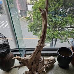 希少価値あり！巨大流木
