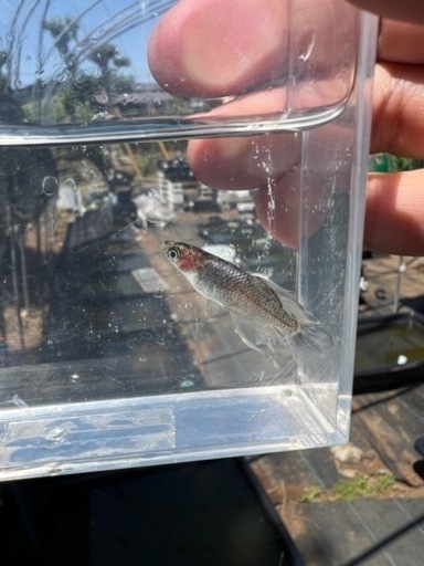 【船橋メダカファーム】蝦夷の白龍　限定1ペア 船橋メダカファーム】蝦夷の白龍 限定1ペア