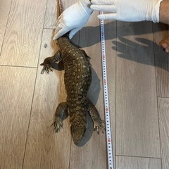 ブラッドパイソン・サバンナモニター