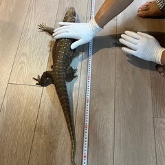ブラッドパイソン・サバンナモニター