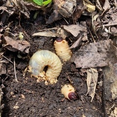 国産カブト虫　幼虫