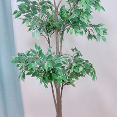 【美品】IKEA　観葉植物　ベンジャミン