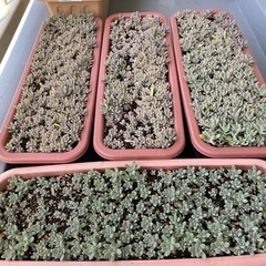 多肉植物 超大量 秋麗 1000苗ぐらい グラプトペタルム属 群生