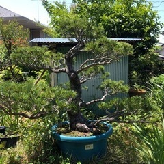急ぎです。亡き祖父の五葉松の盆栽を今日明日中に横浜まで取りに来
