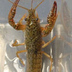 ザリガニ ＊MAX放出＊