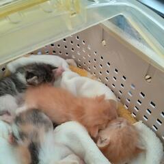 生後3週間の子猫4匹