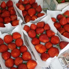 おやじの家庭菜園の🍓完熟いちご🍓入荷１パック350円（１５個ぐらい）