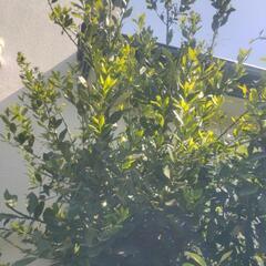 ローリエ　月桂樹の葉