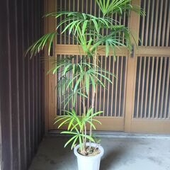 シュロチク　観葉植物　全高１２５ｃｍ