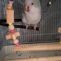 オキナインコの里親を募集します。