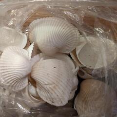 貝殻、要交渉。表示の価格はダミーです