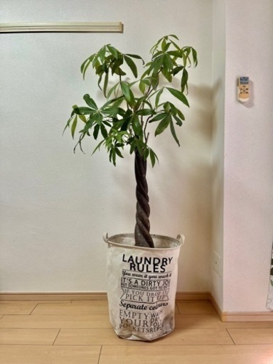 観葉植物　パキラ　シンボルツリーにいかがですか？