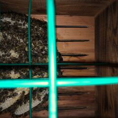 巣箱入り日本ミツバチ　4月10日分蜂群