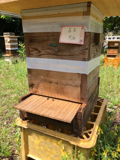 巣箱入り日本ミツバチ　4月10日分蜂群 巣箱入り日本ミツバチ 4月10日分蜂群