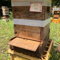 巣箱入り日本ミツバチ　4月10日分蜂群