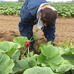 🌻ひまわり収穫スタッフ募集中🌻