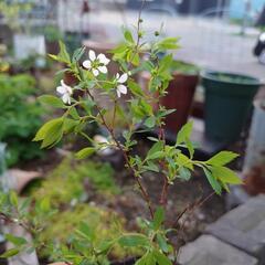 ユキヤナギ ＜雪柳＞🌼.*白 🌼.*    花木 　庭木  ガー...