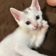 かわいい子猫❤白猫