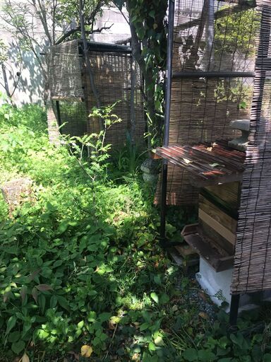 日本ミツバチ　自然入居群　滋賀県大津市より　手渡し限定