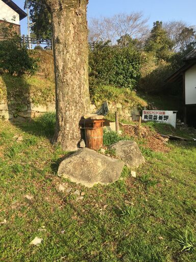 日本ミツバチ 自然入居群 滋賀県大津市より 手渡し限定