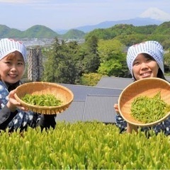 おもけんファームde茶摘み体験会