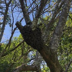 巣箱入り日本ミツバチ　4月10日分蜂群