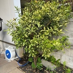 金柑　キンカン　植木　庭木　あげます。