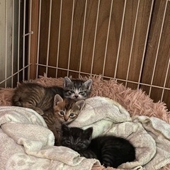 生後1か月子猫兄妹