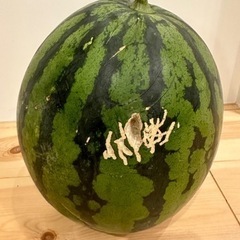 本日限定！農家直送！熊本植木スイカ　『春だんらん』