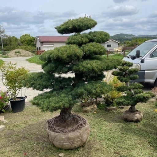 五葉松『特大』兵庫県内限定。インテリア・住まい・小物-植物/観葉植物