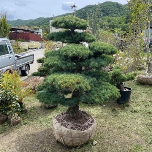 五葉松『特大』兵庫県内限定。インテリア・住まい・小物-植物/観葉植物