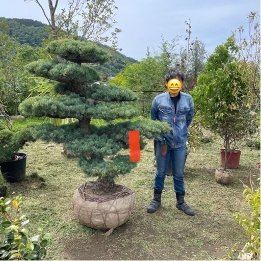 五葉松『特大』兵庫県内限定。インテリア・住まい・小物-植物/観葉植物