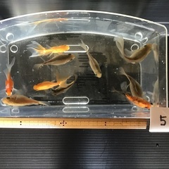 No.51 ミックスの金魚 10匹セット