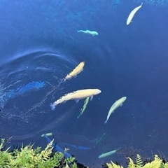 飲みメンバー募集　40以上