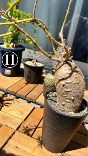 写真用　⑪-⑭観葉植物・鉢　断捨離　(パキポディウム(グラキリス、イノピ、ディスピ)アガベ等)