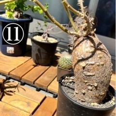 写真用　⑪-⑭観葉植物・鉢　断捨離　(パキポディウム(グラキリス、イノピ、ディスピ)アガベ等) 写真用 ⑪-⑭観葉植物・鉢 断捨離 (パキポディウム(グラキリス、イノピ