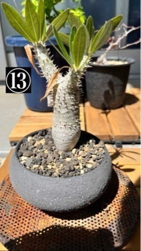 写真用　⑪-⑭観葉植物・鉢　断捨離　(パキポディウム(グラキリス、イノピ、ディスピ)アガベ等) 写真用 ⑯〜⑱観葉植物・鉢 断捨離 (パキポディウム(グラキリス