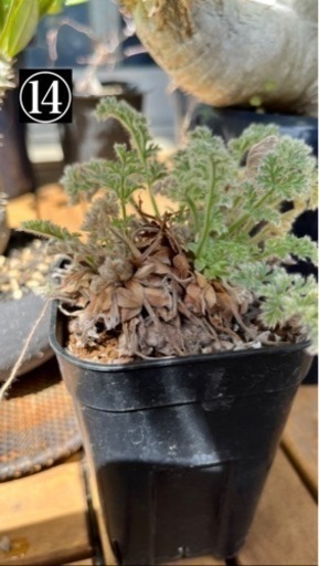 写真用 ⑯〜⑱観葉植物・鉢 断捨離 (パキポディウム(グラキリス