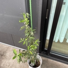 オリーブ　植木鉢　2個セット