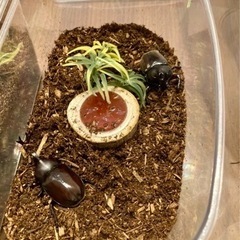 【国産カブトムシ成虫ペアセット】