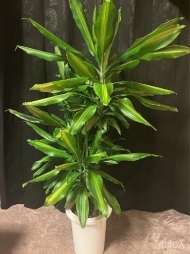 ドラセナ.ジェレ　インテリア　観葉植物